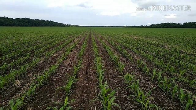 Результат работы Дикамбы на посевах кукурузы. смотреть онлайн