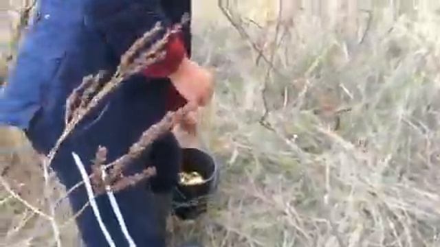 Сбор грибов в предместье Вилково смотреть онлайн