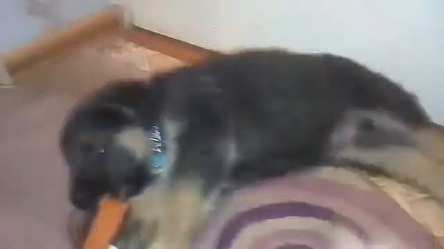 Взяли собачку!🐻 Как её зовут, сколько ей лет, как прижелась в доме!❤ смотреть онлайн