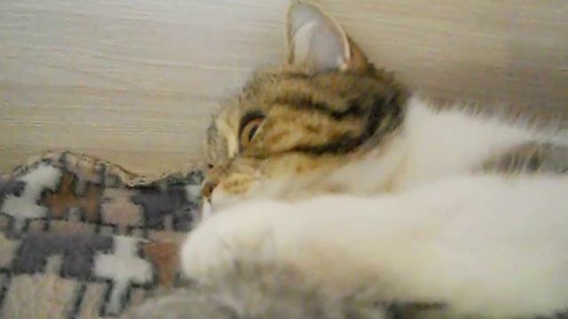 Кошка пукнула и очень удивилась смотреть онлайн