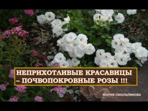 Неприхотливые красавицы - ПОЧВОПОКРОВНЫЕ РОЗЫ  !!! Сорта и особенности.
