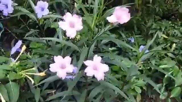 Mexican Petunia смотреть онлайн