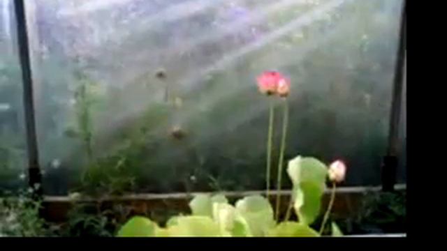 lotus with plastic смотреть онлайн