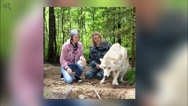 Эта Девушка Решила Помочь Больному Волку. Тогда Она и Представить Не Могла, Что Произойдет Дальше смотреть онлайн