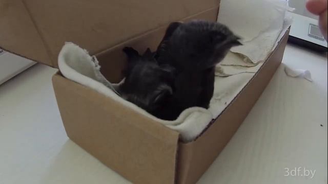 Птица (театр песни 