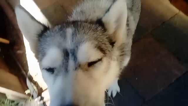 СОВА СПЛЮШКА, КОТ. И САБАКА ВСЕ ЖИВОТНЫЕ смотреть онлайн