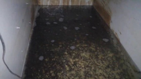 Моя лучшая инкубация икры клариевого сома