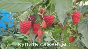 АМИРА ремонтантная малина десертного вкуса