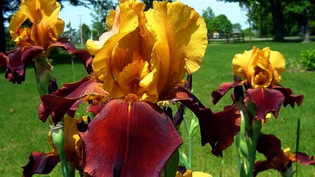 Хорошая русская музыка и цветы онлайн смотреть онлайн