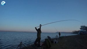 Фидерная ловля сазана на реке Амур ранней весной.