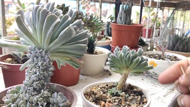 Topsy Turvy : Care Guide смотреть онлайн