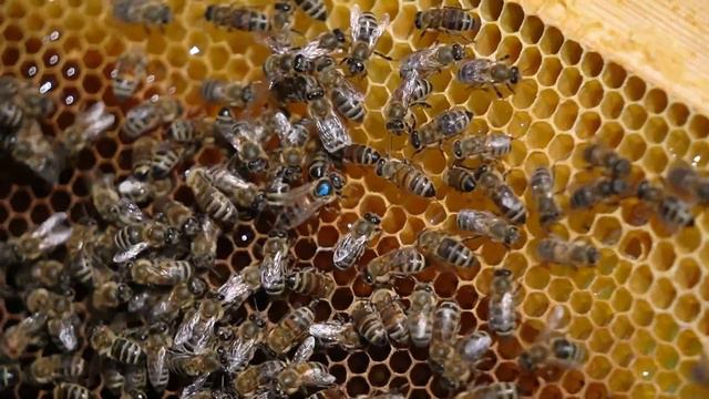 Производство медовой продукции (пчелопакеты) смотреть онлайн