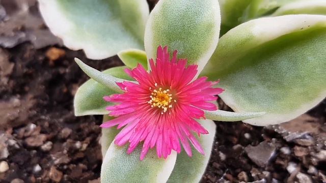 Aptenia Cordifolia Variegada CUIDADOS, CARE THIS VIDEO HAS SUBTITLES смотреть онлайн