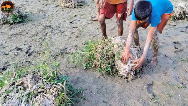 Amazing Village Boys Catching Big Catfish By Hand in Dry Seson?Best Hand Fishing Video смотреть онлайн