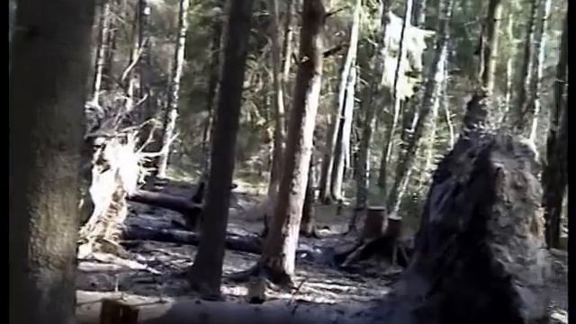 Грибы в лесу Бурелом в Катынском лесу Козьи Горы. смотреть онлайн