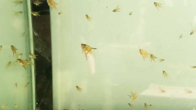 Скаляры подрастают #аквариумистика смотреть онлайн