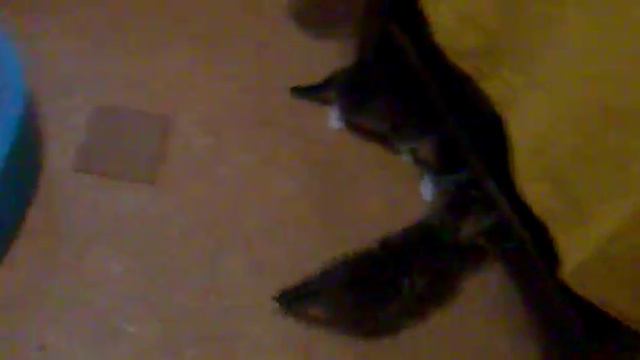 Котята в добрые руки смотреть онлайн