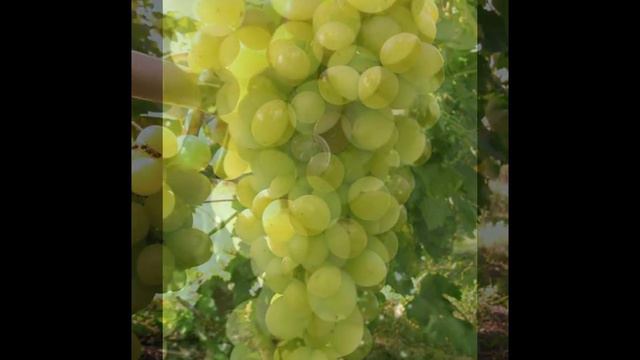 виноград АНТОНИЙ ВЕЛИКИЙ - характеристика