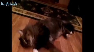 ЧЕРЕПАХА КУСАЕТ КОТА, смешные животные подборка