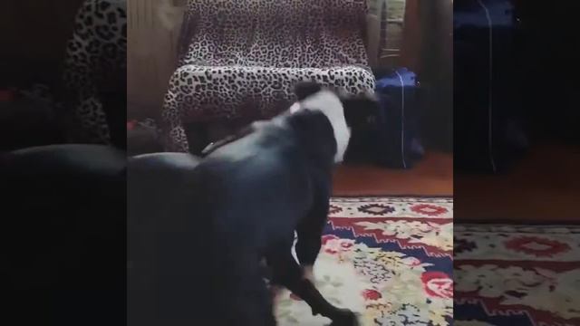 «Борьба» пибуль и стафф. смотреть онлайн