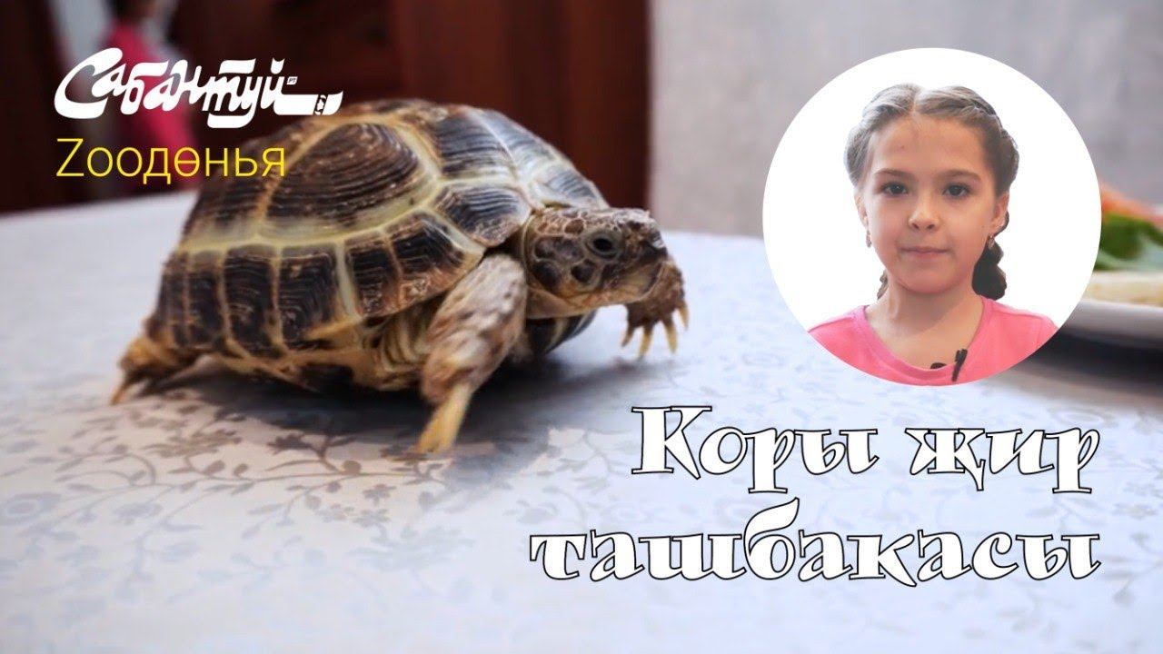 ЗООДӨНЬЯ: ташбака / Черепаха смотреть онлайн