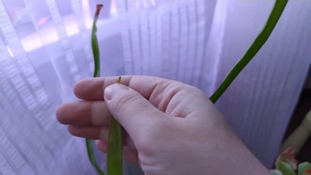 Мои сарацении. Sarracenia Psittacina/Hybrid/ Dracula смотреть онлайн