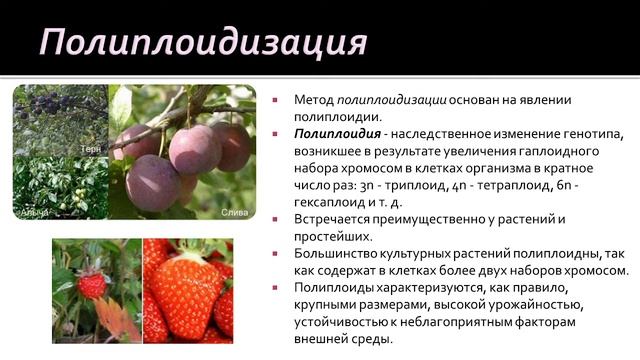 Биология 9 класс. Основы селекции организмов смотреть онлайн