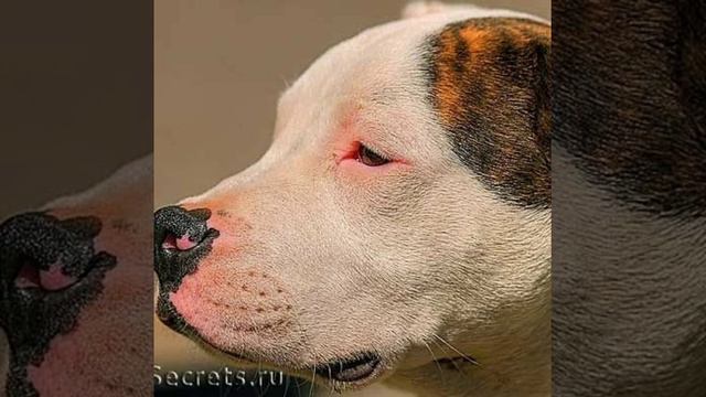 4 декабря 2016 г. смотреть онлайн