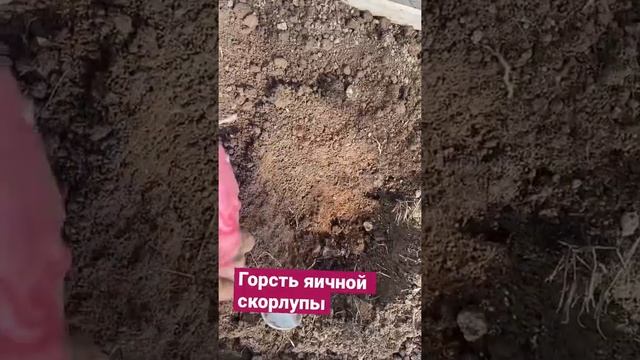 КАК САЖАТЬ РАССАДУ ПОМИДОР В ТЕПЛИЦУ#рассада #рассадапомидор #сажаемпомидоры #shots #огород #релакс смотреть онлайн