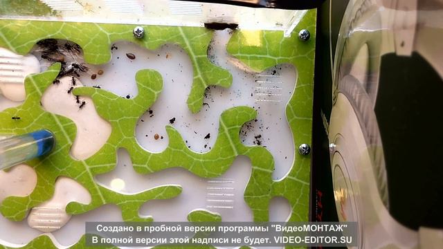 инструкция по уходу за муравьями в муравьиной ферме Formic смотреть онлайн