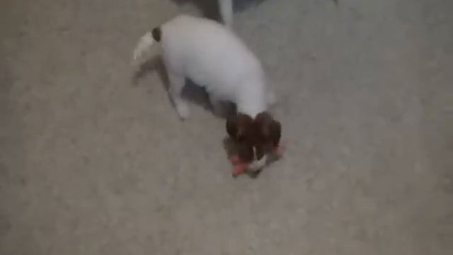 Джек Рассел Терьер смотреть онлайн