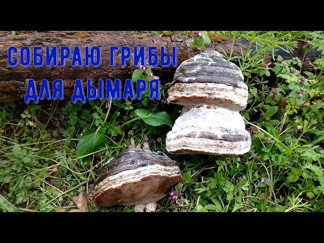 Поход за бесплатным топливом для дымаря в лес - грибами #пчеловодство #грибы смотреть онлайн