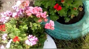 Герань на улице. Все правила ухода..