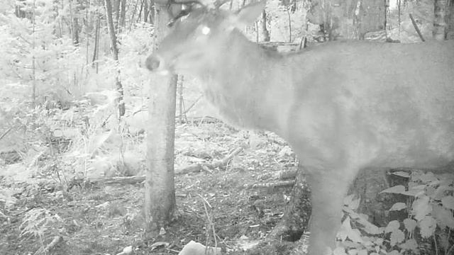 Марал с огромными рогами на солонце смотреть онлайн