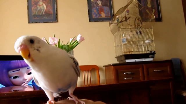 Волнистый попугай Морозко поздравляет с 8 марта! смотреть онлайн
