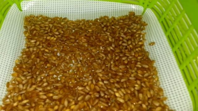 Проращивание пшеницы "Житница здоровья" в проращиватиле "Здоровья Клад" смотреть онлайн