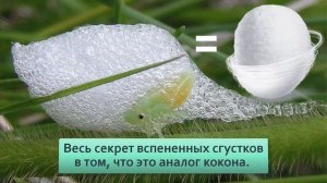 Слюнявая пенница  Можно найти на полях России