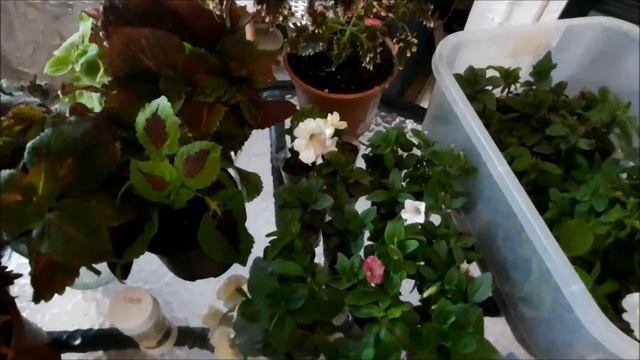 Сохранение Колеуса и Петунии зимой.|Перевалка петунии.|Тестирую Биогрунт Оргавит Биогумус.| смотреть онлайн