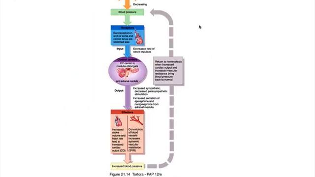 21 18 Neural Reg of BP смотреть онлайн
