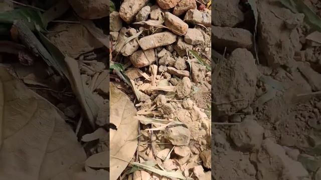 Nokta Simplex Plus Metal Finnding #treasure #metaldetecting #trending #nokta #viral #simplex #gold смотреть онлайн