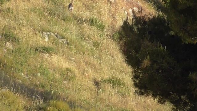 Израиль. Старая дружба с лисой. Потомство. смотреть онлайн