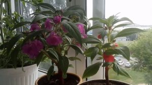 Бальзамин - красивый и неприхотливый цветок. Легко вырастить!!!