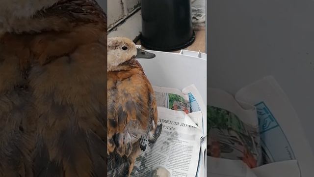 У утенка носом кровь пошла, что делать? смотреть онлайн