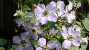 Клематисы. Сорт Morning Sky