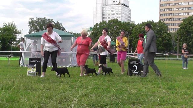 18.06.2016 Выставка САС "Кубок Феникса" - Лучший Производитель смотреть онлайн