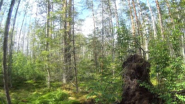 Поход за моховиками смотреть онлайн