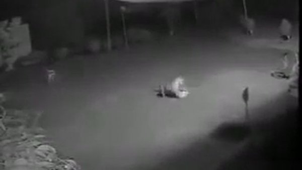 Тигр на заправке