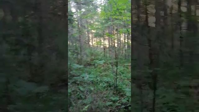 Сплав по реке Чусовая. Грибы смотреть онлайн