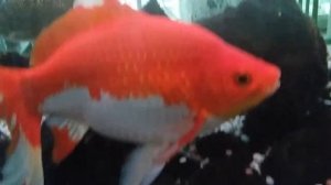 Золотая рыбка исполняет все желания