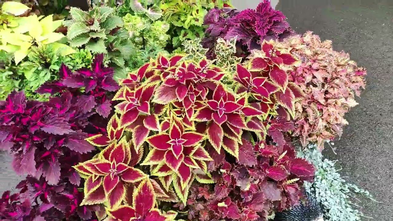 Только так можно сохранить колеусы до весны. Обязательно сделайте это осенью.для успешной зимовки . смотреть онлайн